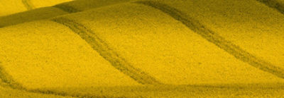 STR_01_rape_field_375x600